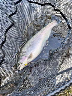 ニジマスの釣果