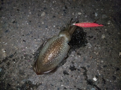 コウイカの釣果