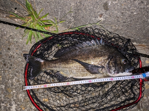 クロダイの釣果