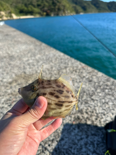 カワハギの釣果