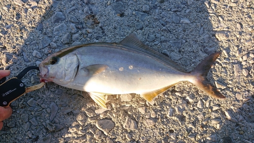 ネイリの釣果