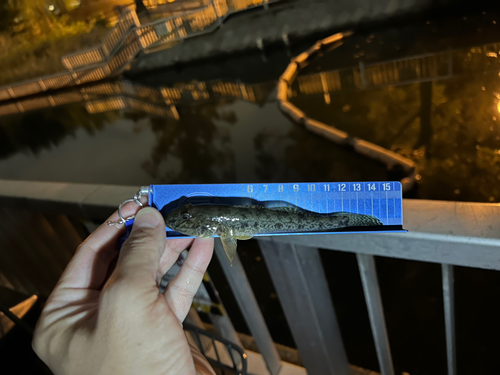 マハゼの釣果