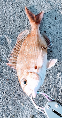 チャリコの釣果