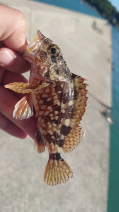 カサゴの釣果