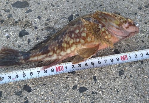 カサゴの釣果