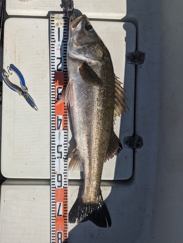 シーバスの釣果