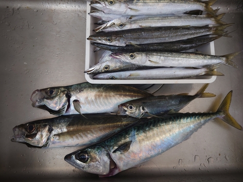 ヤマトカマスの釣果