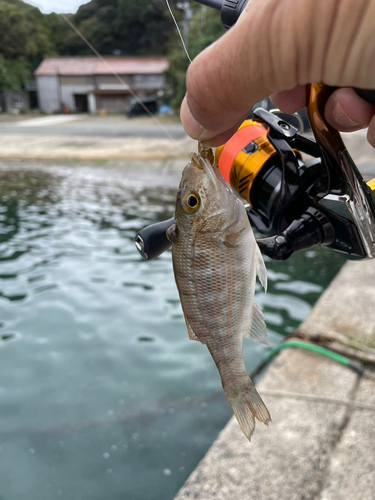 フエフキダイの釣果