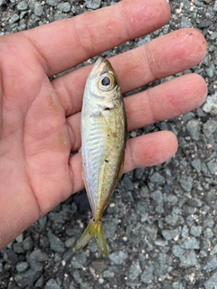 マアジの釣果