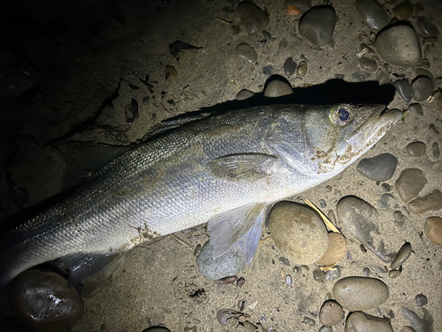 ヒラスズキの釣果