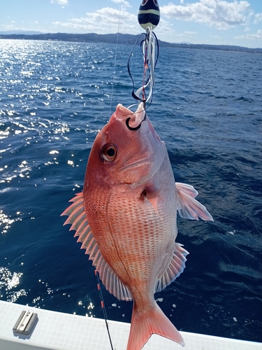 マダイの釣果