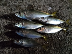 アジの釣果