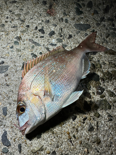 マダイの釣果