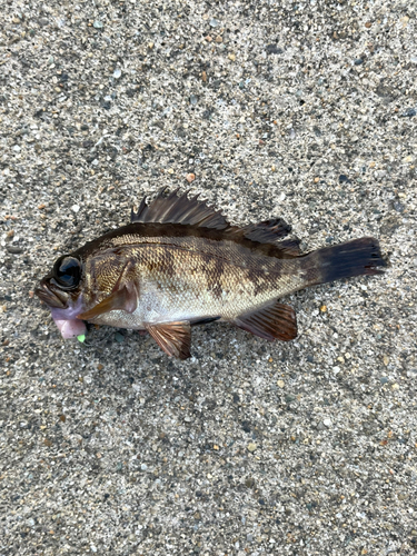 アカメバルの釣果