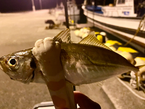 マアジの釣果