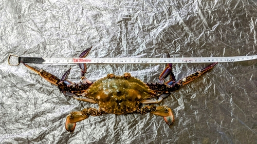 ワタリガニの釣果