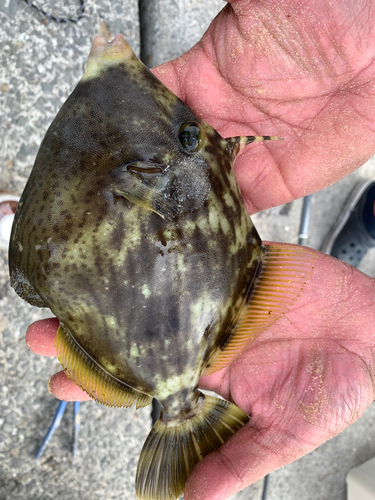 カワハギの釣果