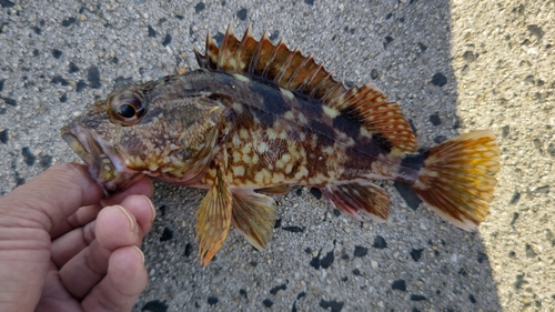 カサゴの釣果