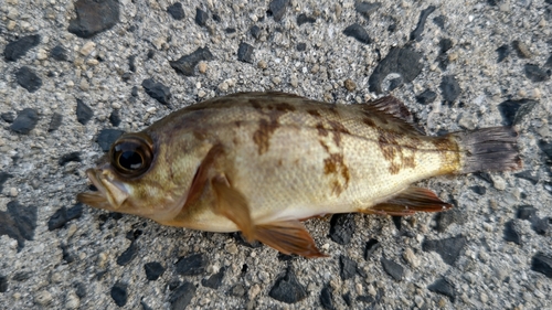 メバルの釣果