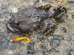 カジカの釣果