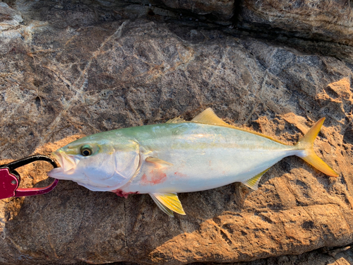 ハマチの釣果