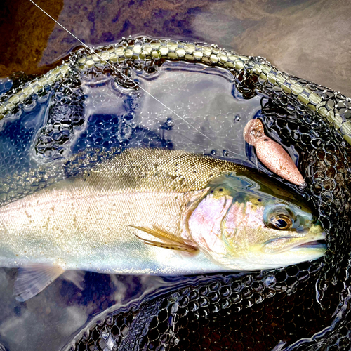 ホウライマスの釣果