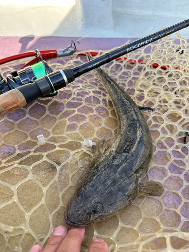 マゴチの釣果