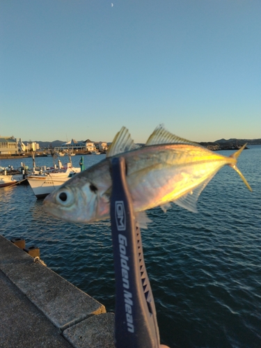 マアジの釣果