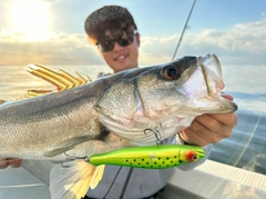 シーバスの釣果