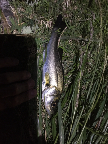 セイゴ（マルスズキ）の釣果