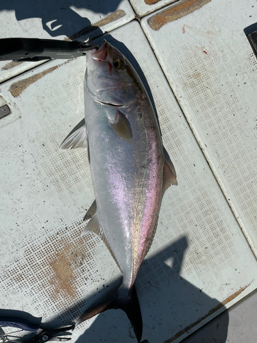 カンパチの釣果