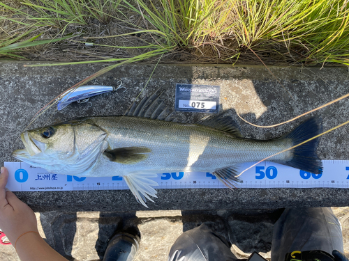 シーバスの釣果