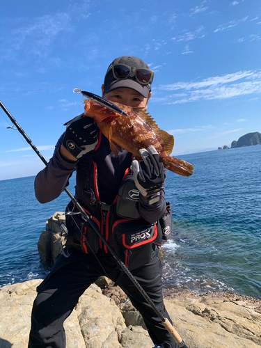 アコウの釣果