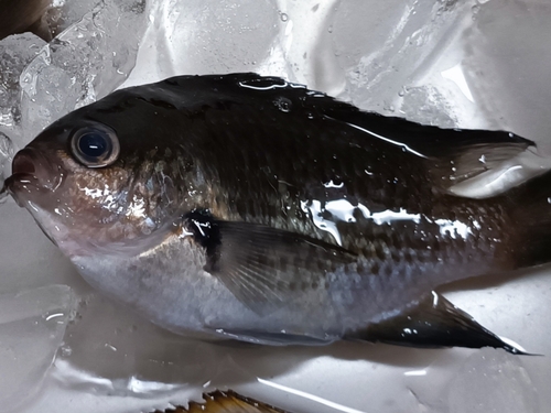 スズメダイの釣果