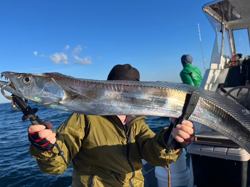 タチウオの釣果