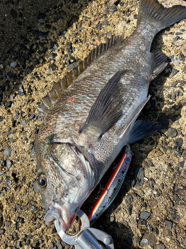 クロダイの釣果