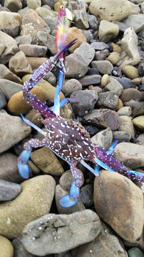 タイワンガザミの釣果