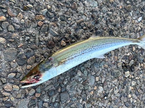 サゴシの釣果