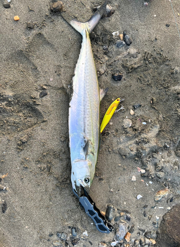 サゴシの釣果