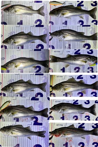 シーバスの釣果