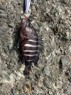 マハタの釣果