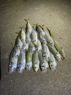 アジの釣果