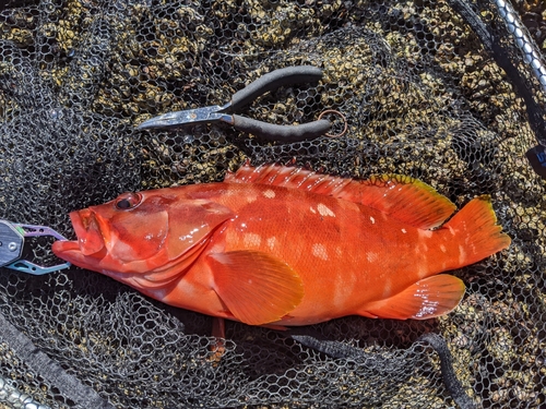 アカハタの釣果