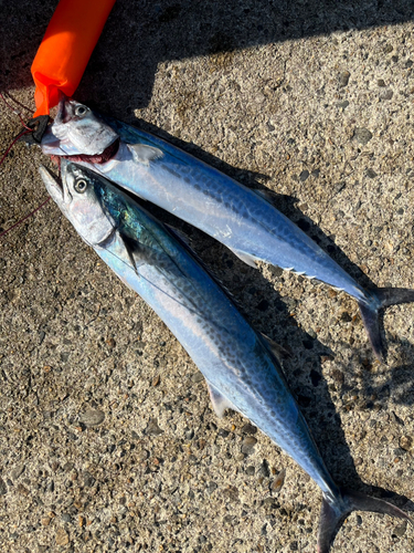 サゴシの釣果