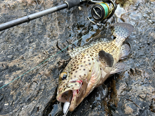 ヒレグロハタの釣果