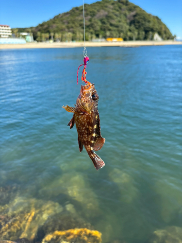 カサゴの釣果