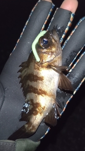 シロメバルの釣果