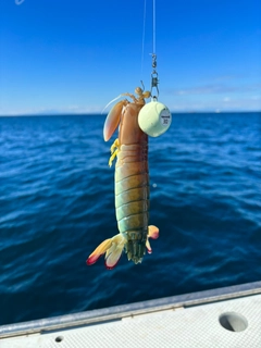 シャコの釣果