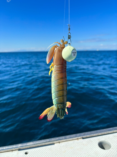 シャコの釣果