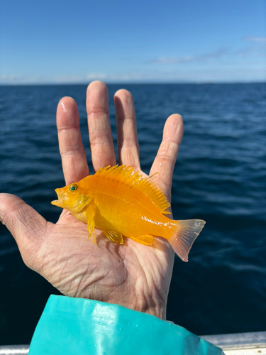 オキゴンベの釣果